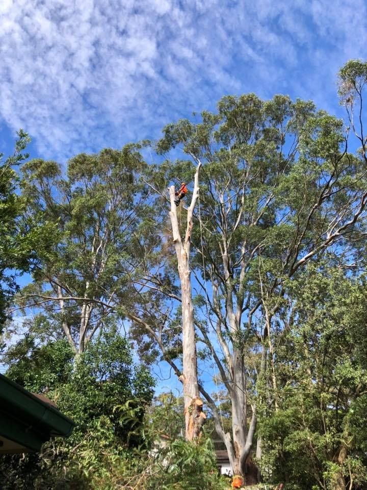 Assess: Arborist eyes on structure, decay and risk before anyone climbs.
